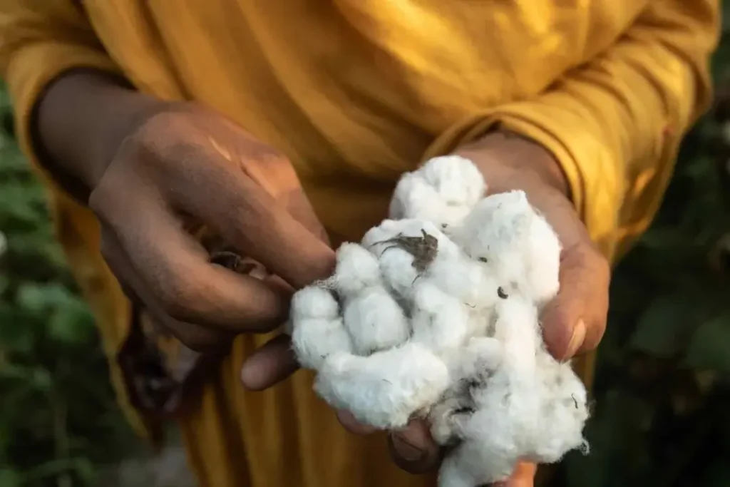 Benefits of Cotton Grown in Pakistan For Clothing Industry