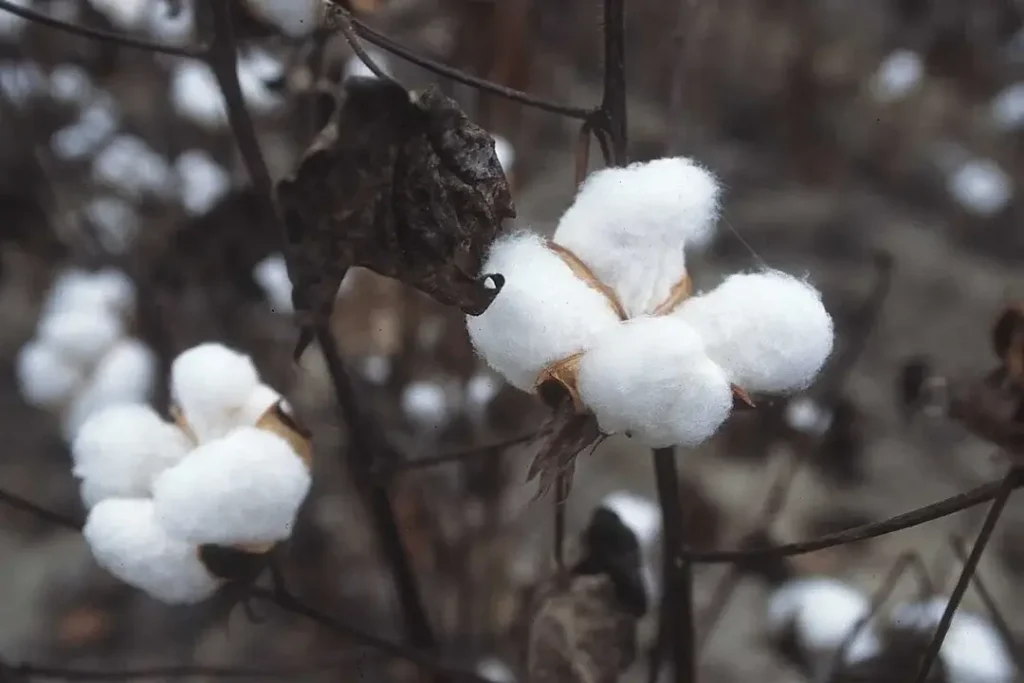 Main Cotton Areas