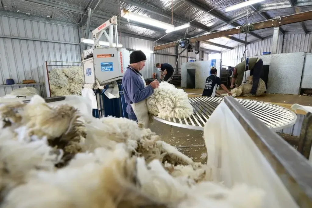 Manufacturing Process of Wool